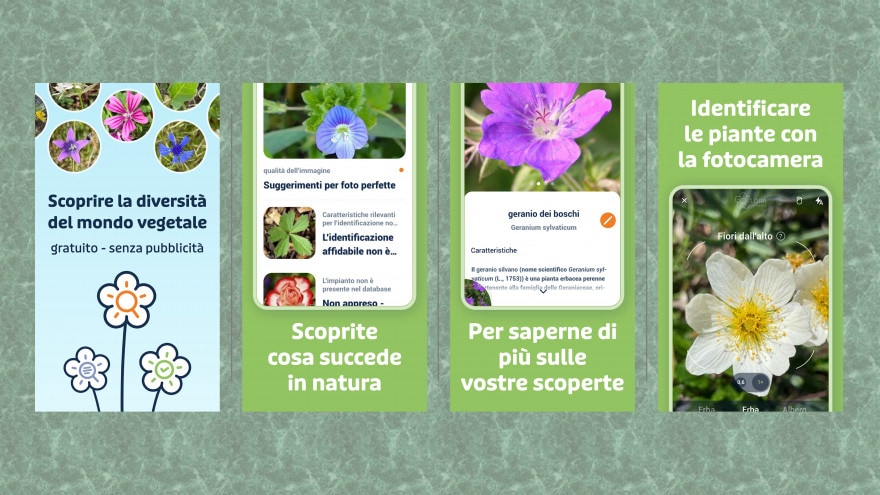 Piante e fiori non hanno più segreti con l&#039;app Flora Incognita