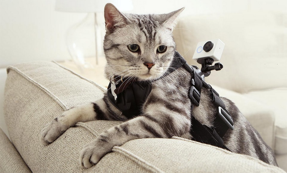 Xiaomi sfida GoPro con una action cam da 64$ e un gatto fotoreporter