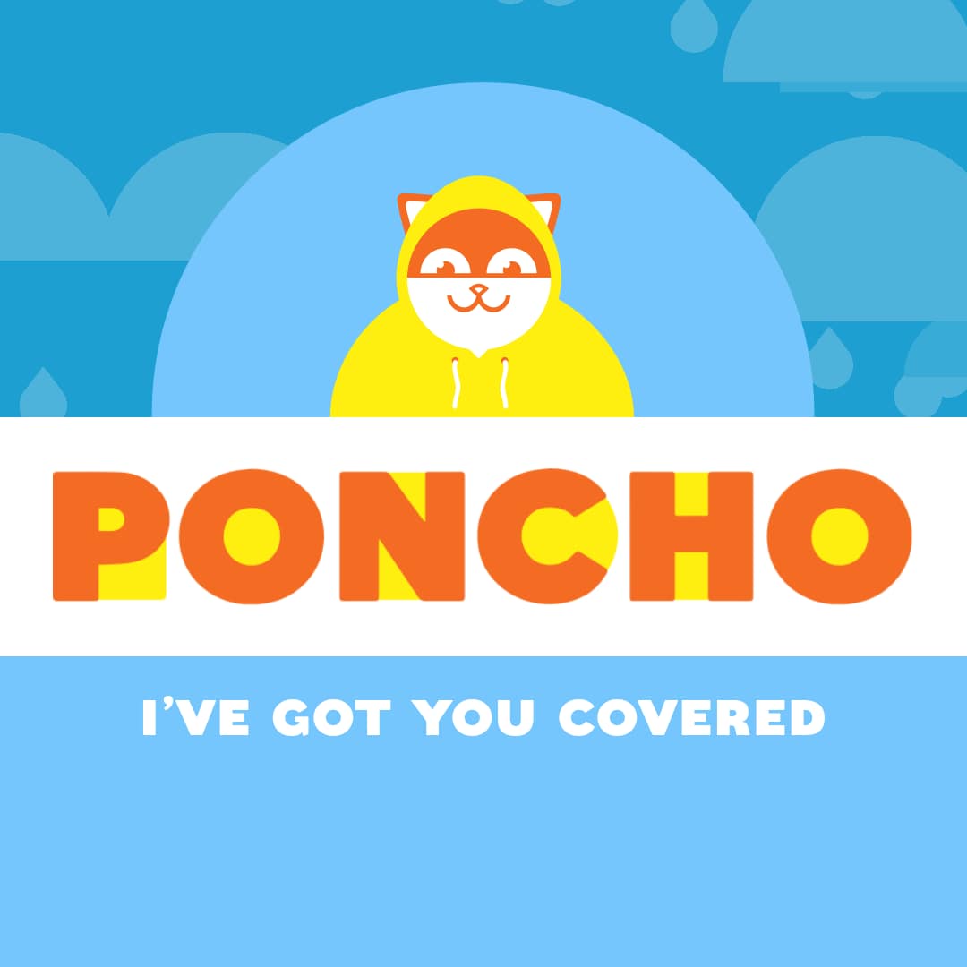 Poncho, il gatto che vi informa sul meteo (o forse no) (foto)